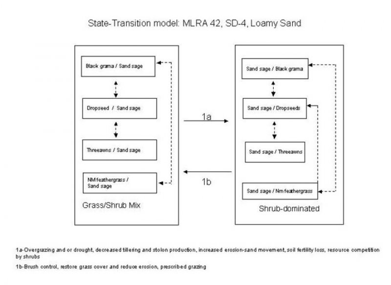 Model diagram