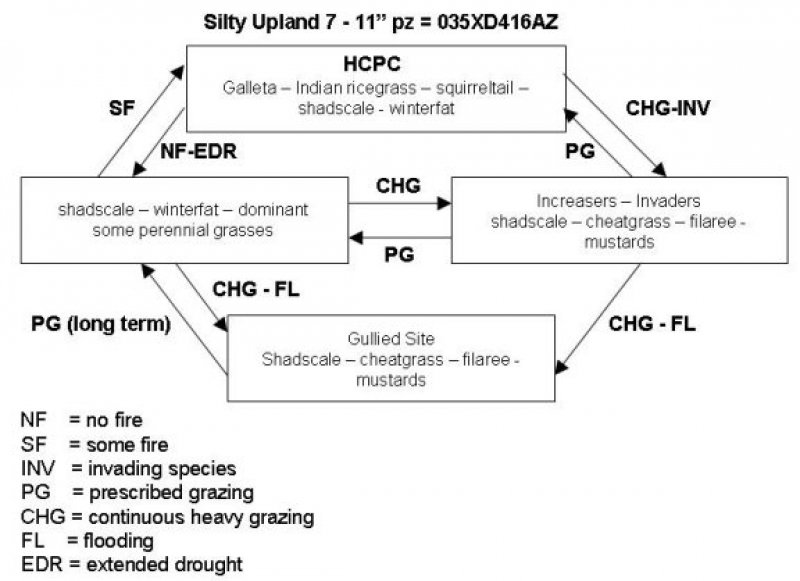 Model diagram