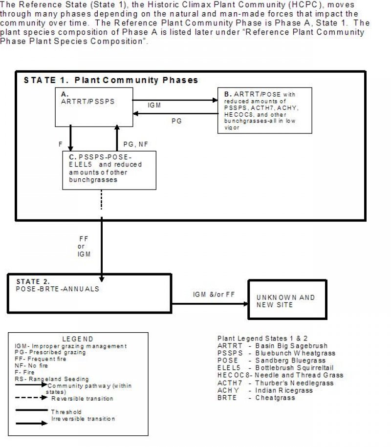 Model diagram