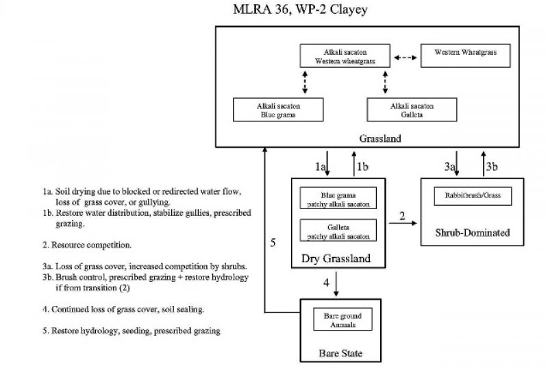 Model diagram