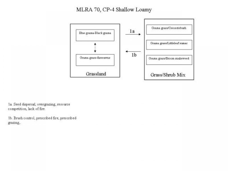 Model diagram
