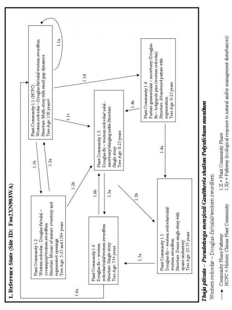 Model diagram