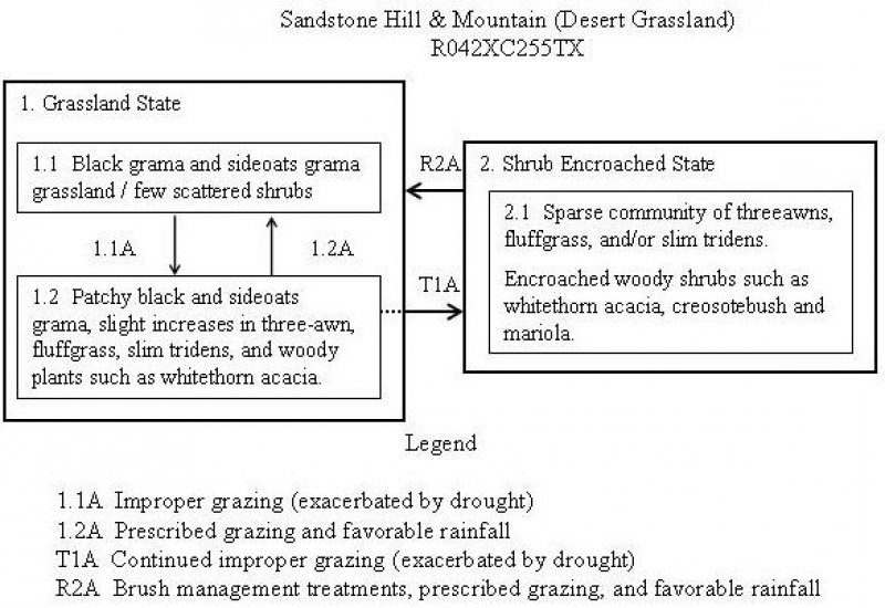 Model diagram