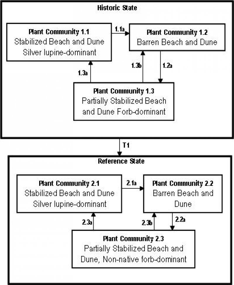 Model diagram