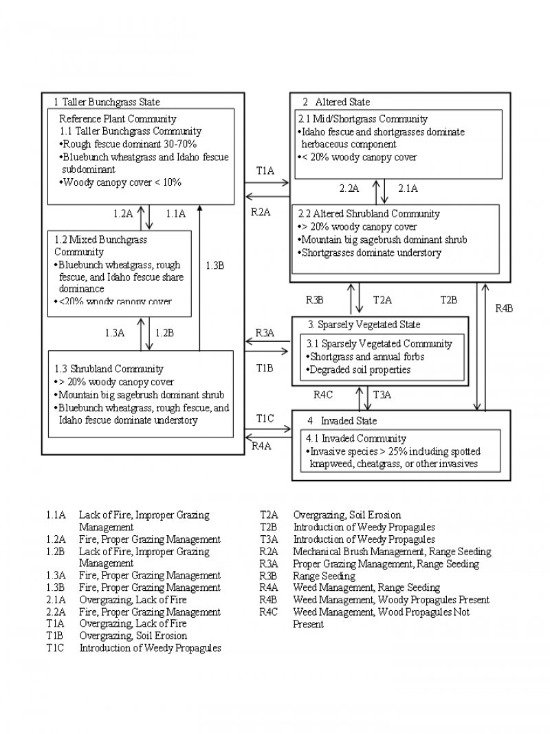 Model diagram