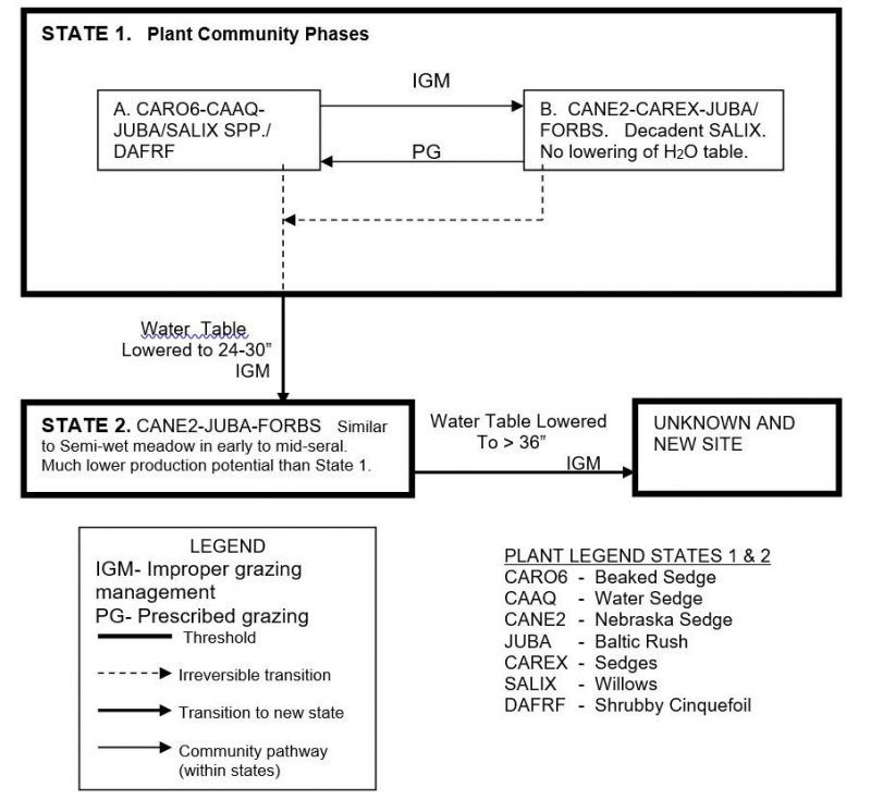Model diagram