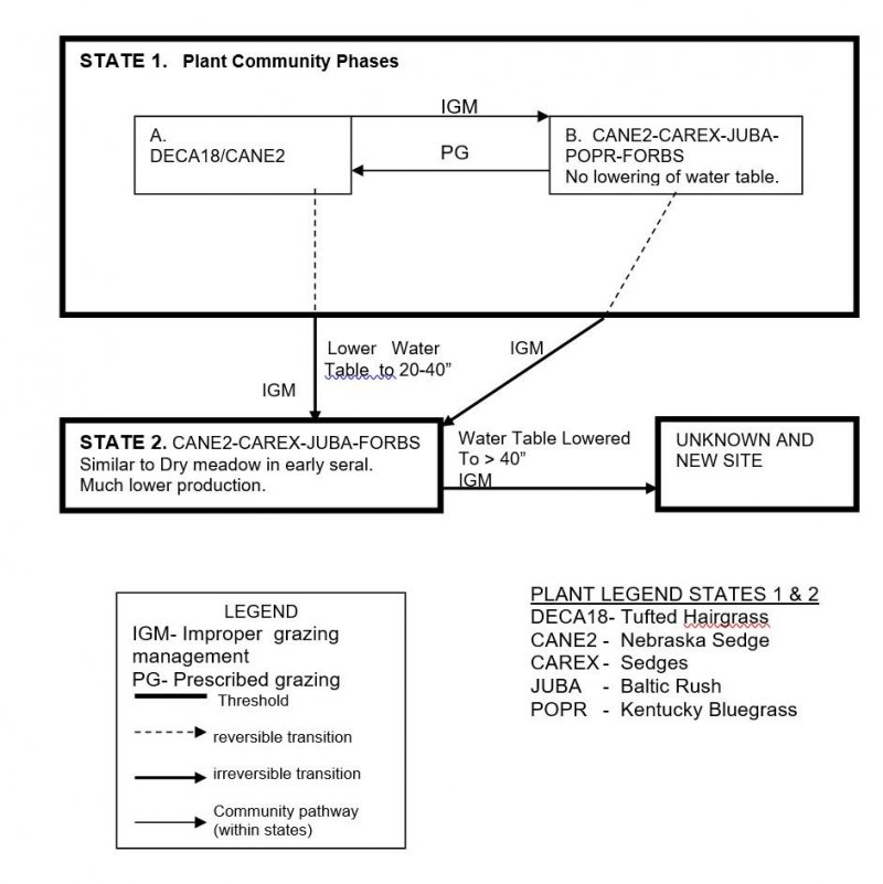 Model diagram