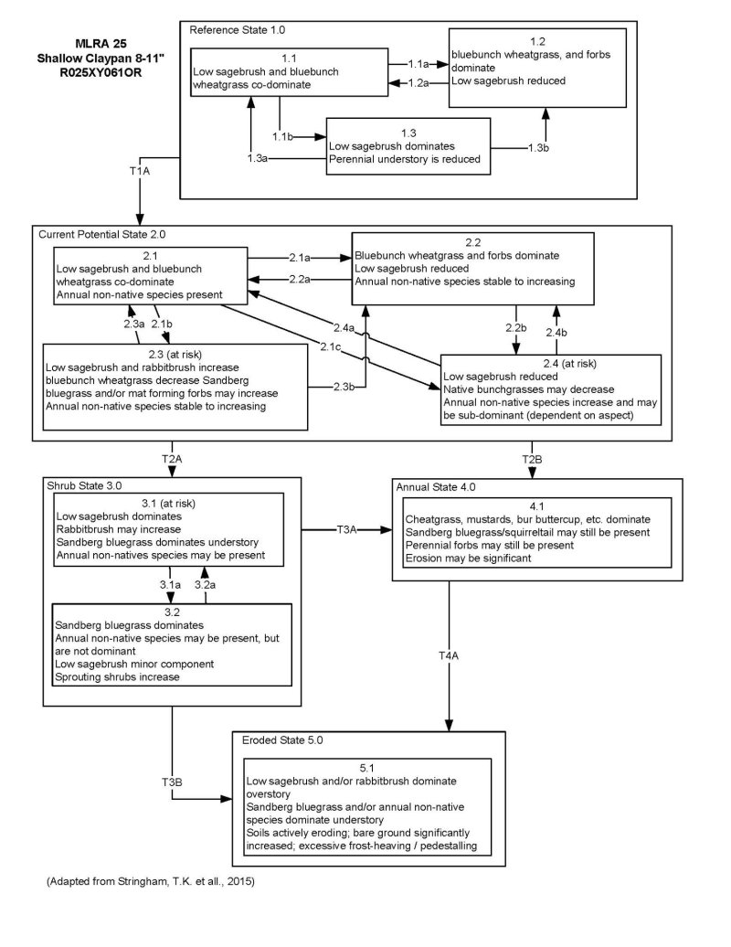 Model diagram