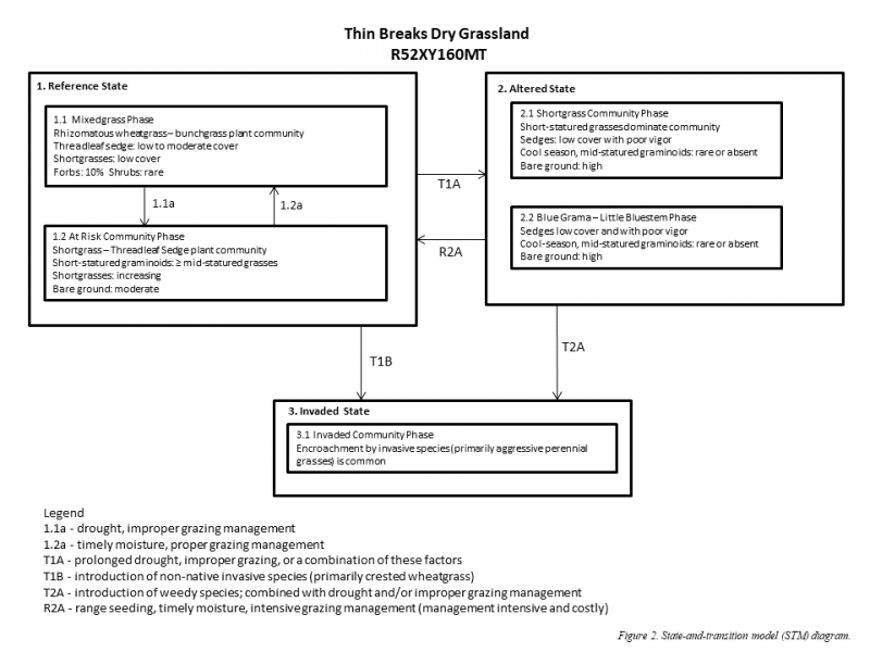 Model diagram
