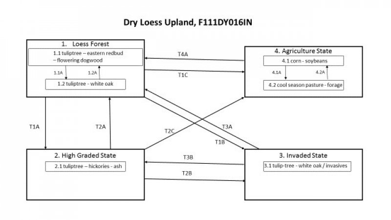 Model diagram