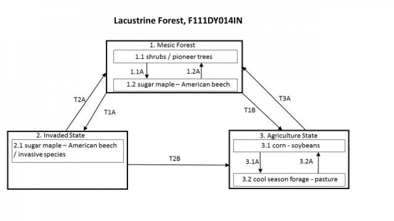 Model diagram