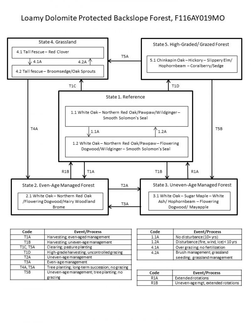 Model diagram