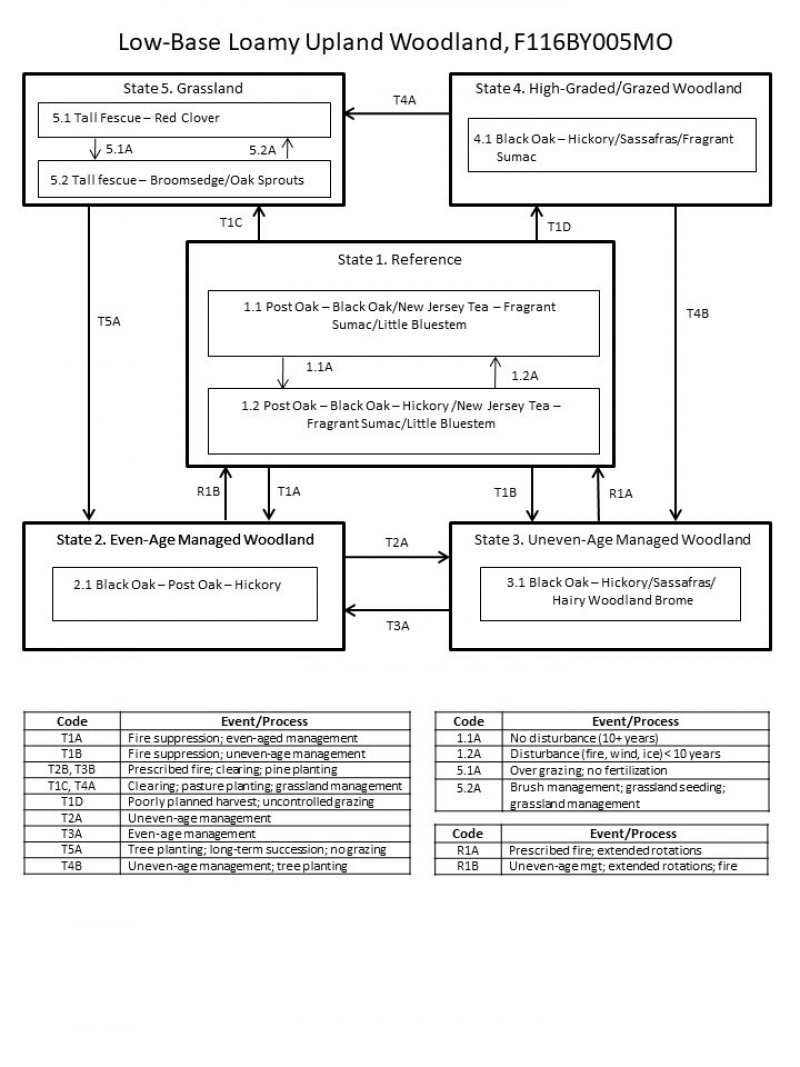 Model diagram