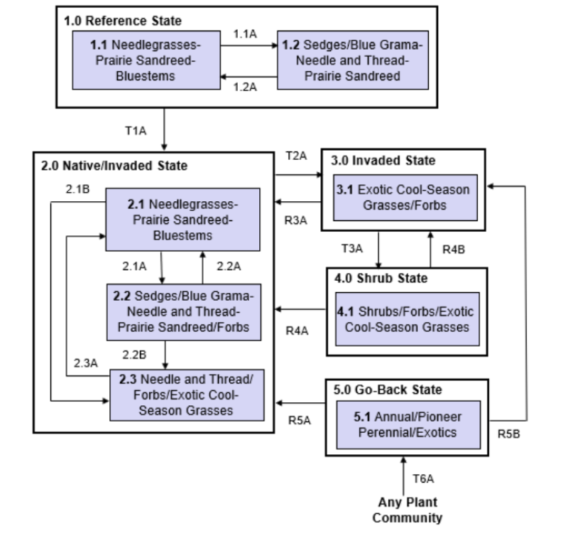 Model diagram