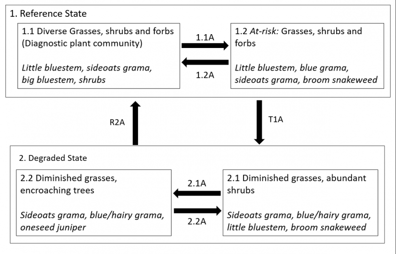 Model diagram