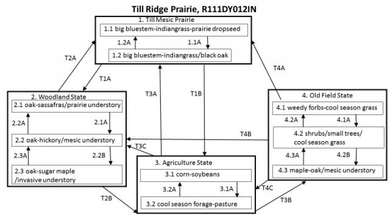 Model diagram