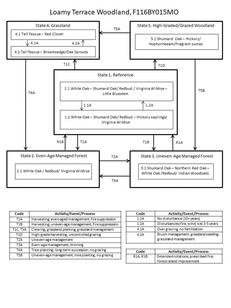 Model diagram