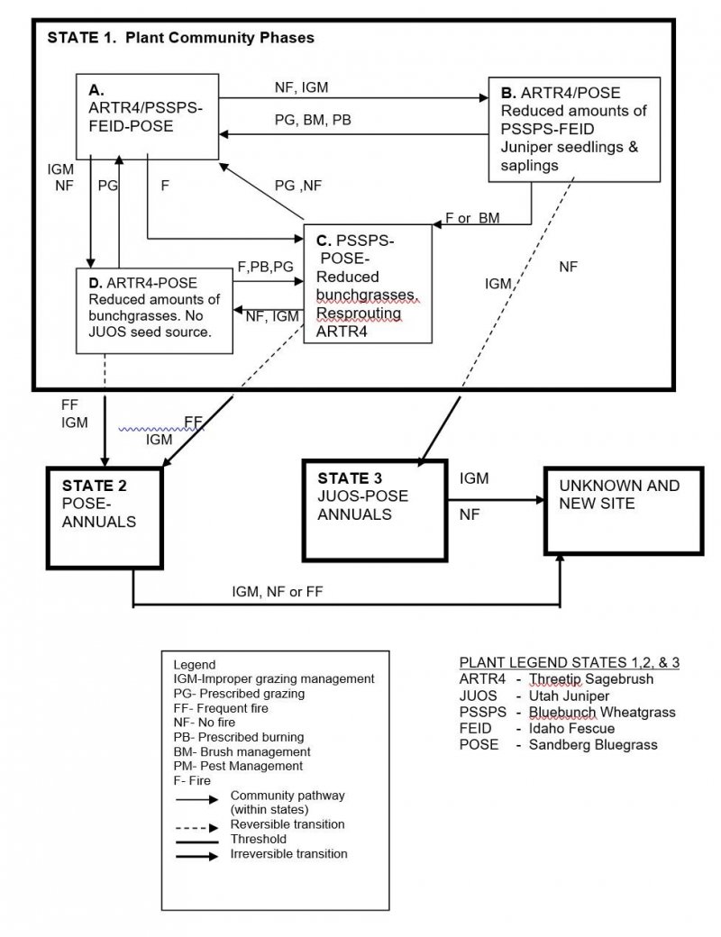 Model diagram