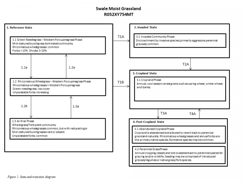 Model diagram