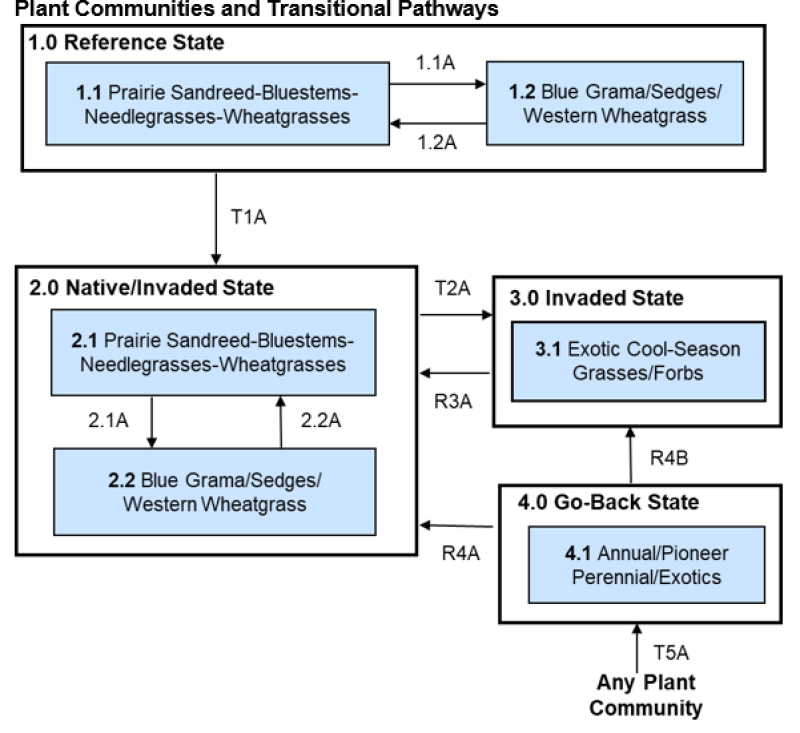 Model diagram