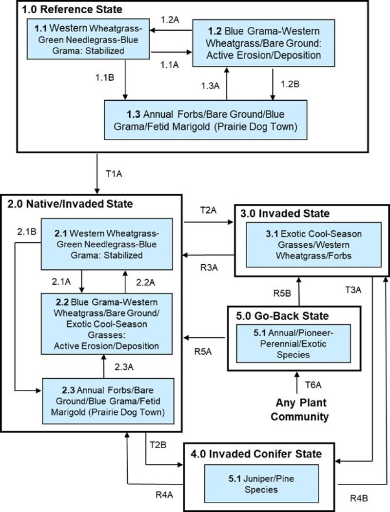 Model diagram