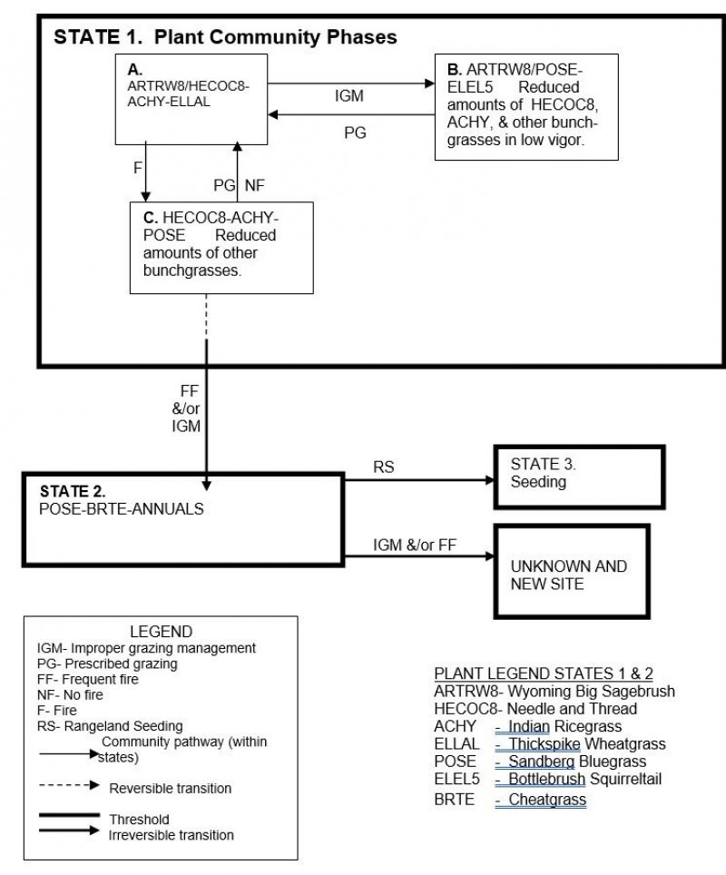 Model diagram