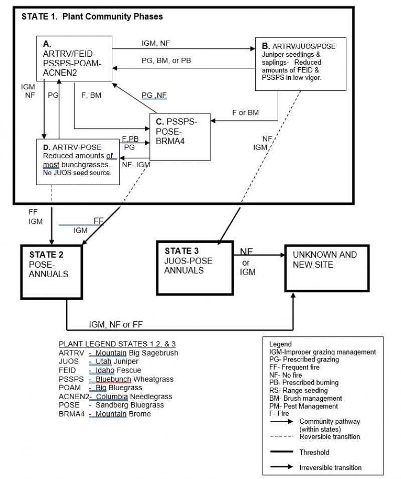 Model diagram