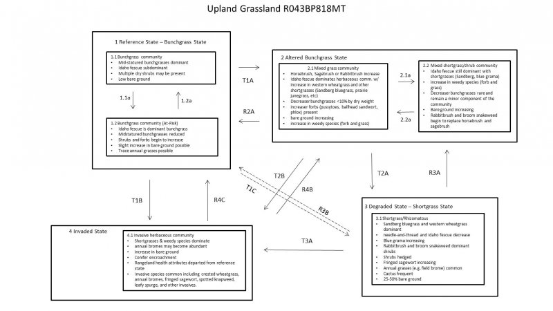 Model diagram