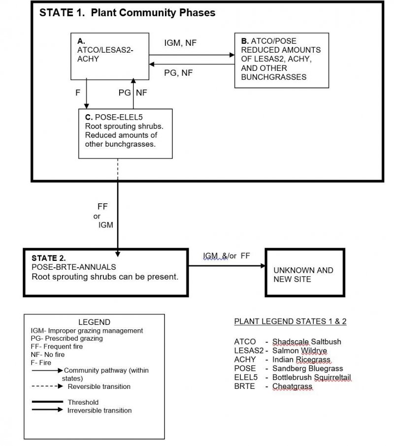 Model diagram