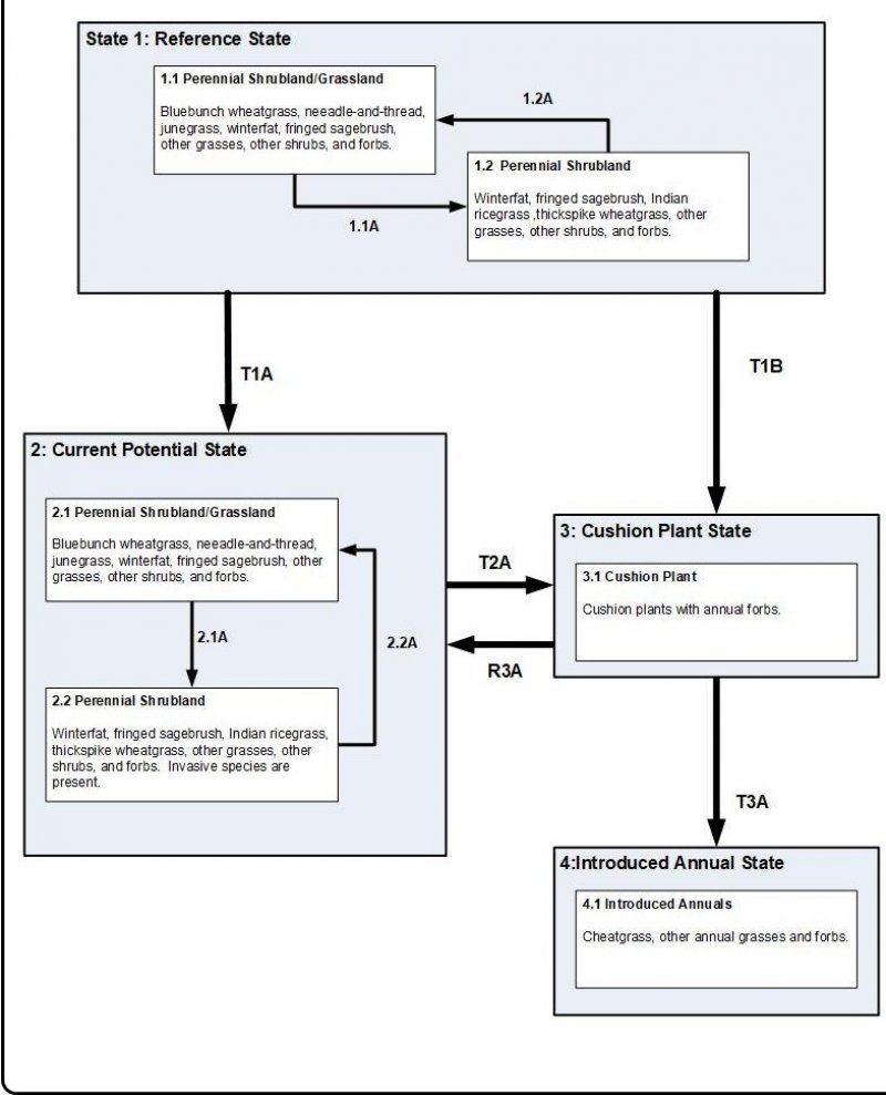 Model diagram