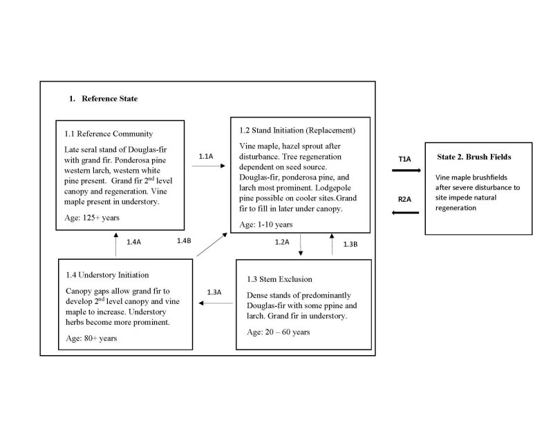 Model diagram