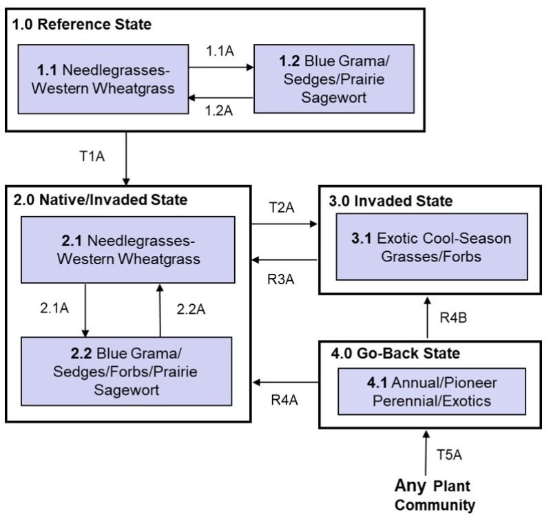 Model diagram