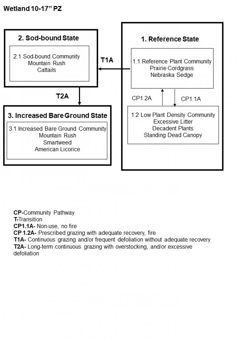 Model diagram