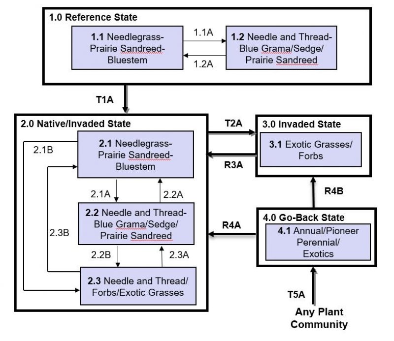 Model diagram