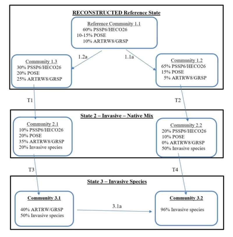 Model diagram