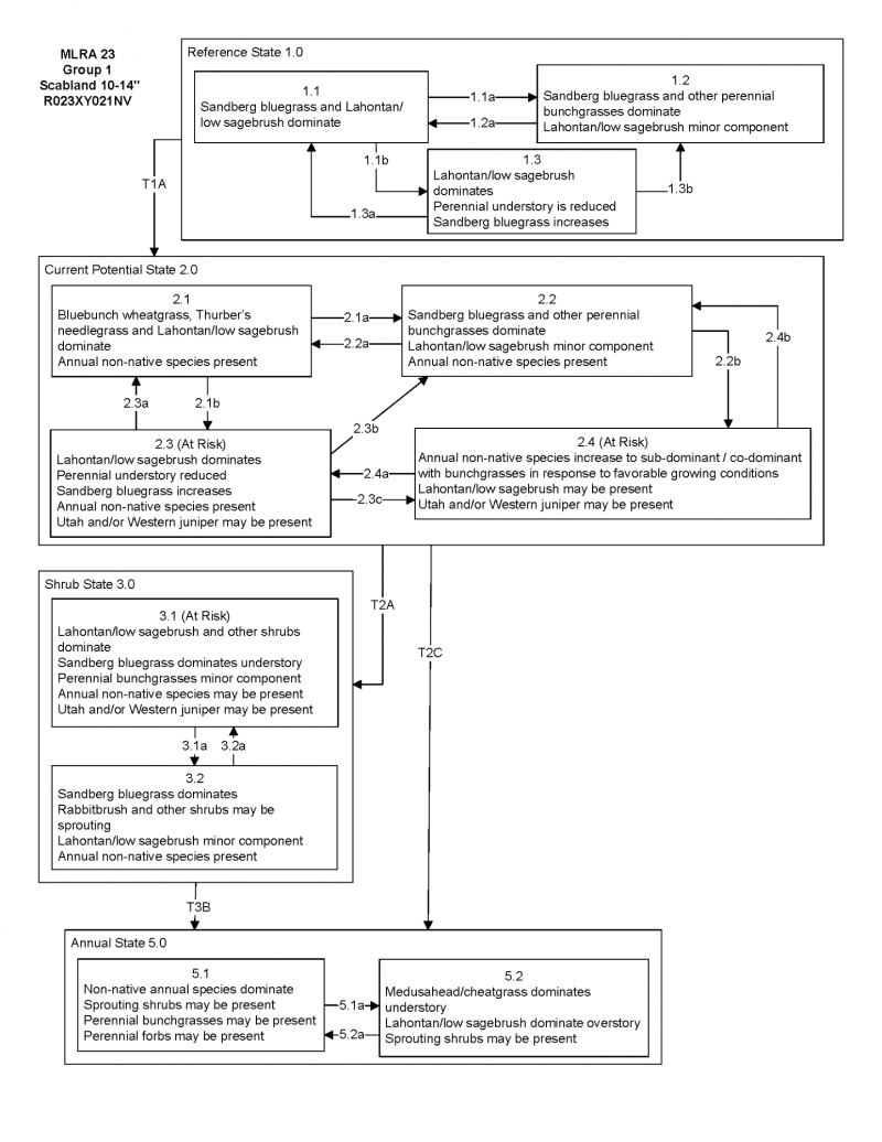 Model diagram