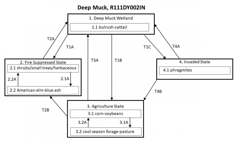 Model diagram