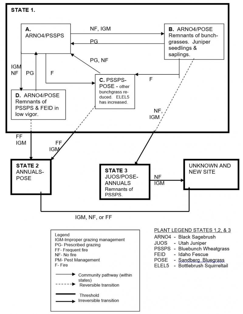 Model diagram