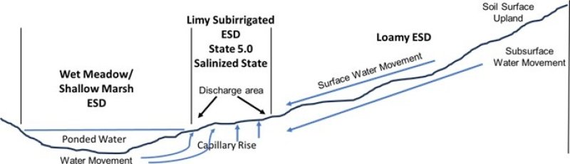 Model diagram