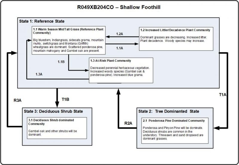 Model diagram
