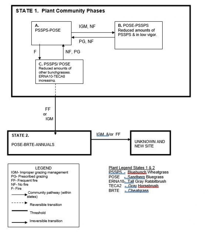 Model diagram
