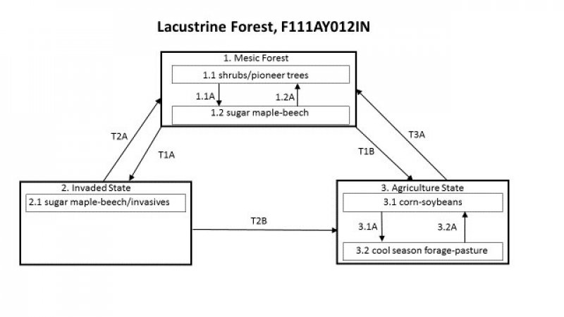 Model diagram