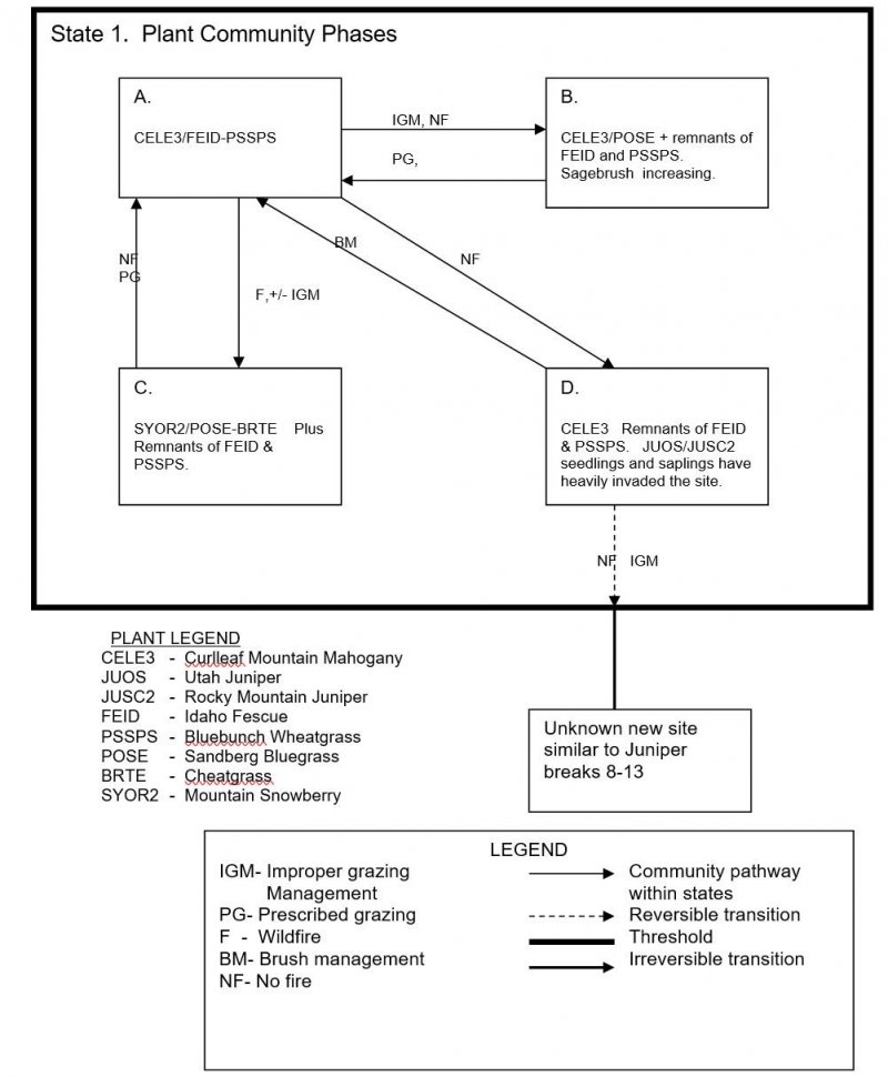 Model diagram