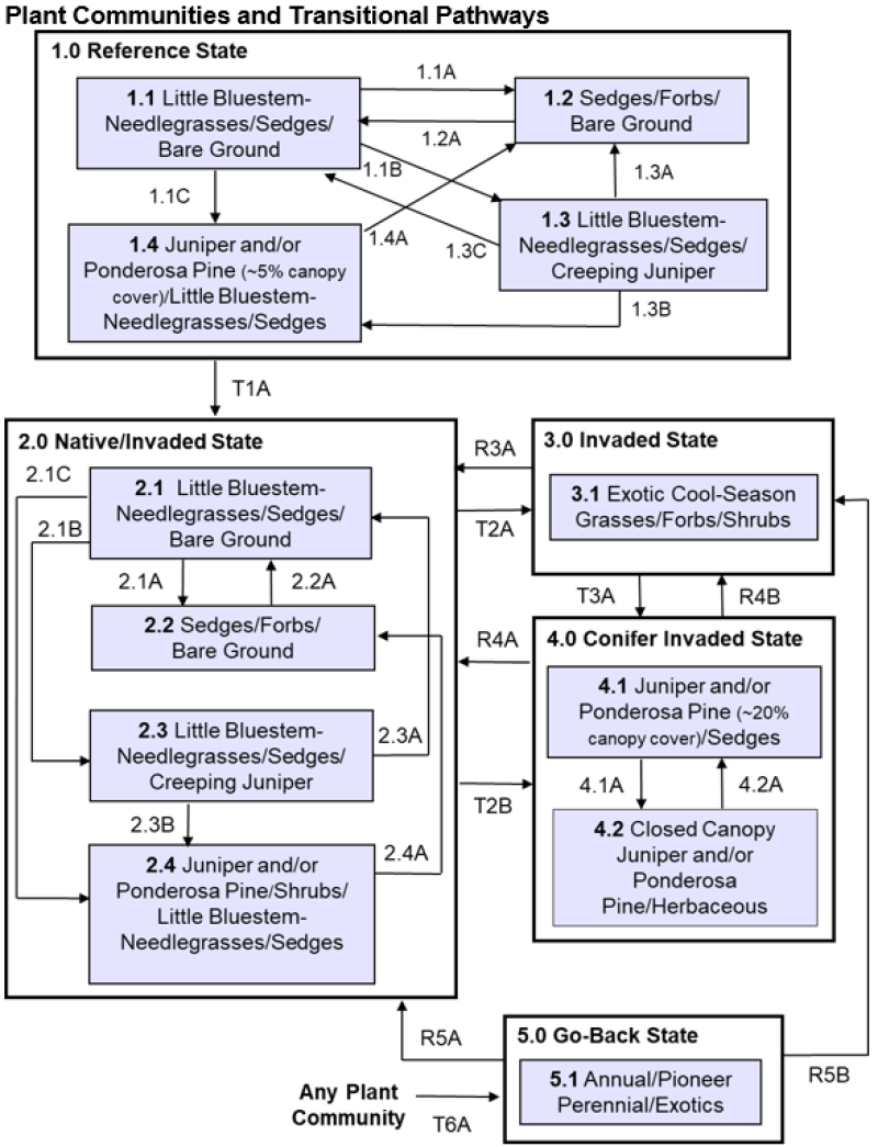 Model diagram