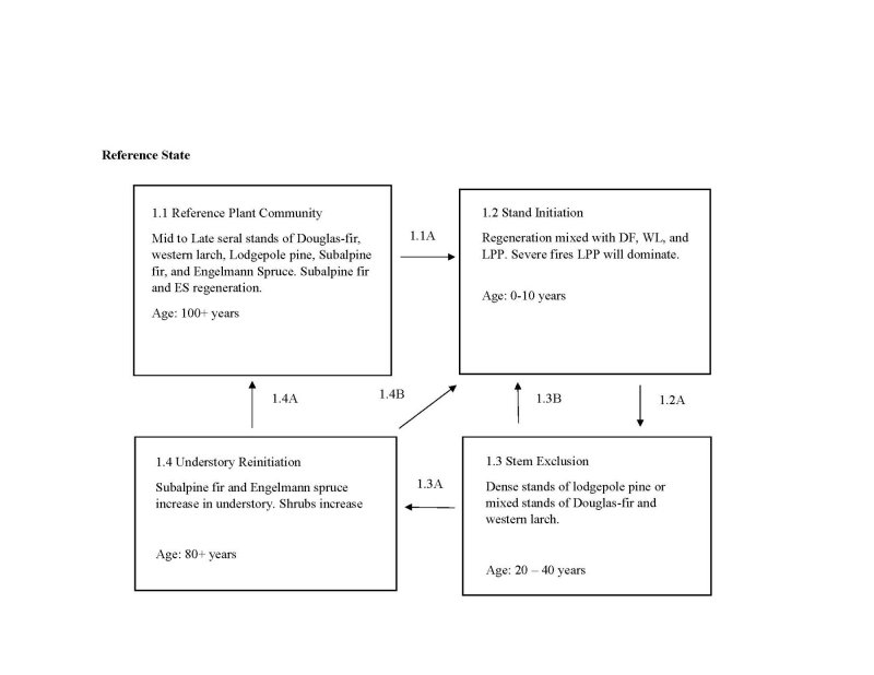Model diagram