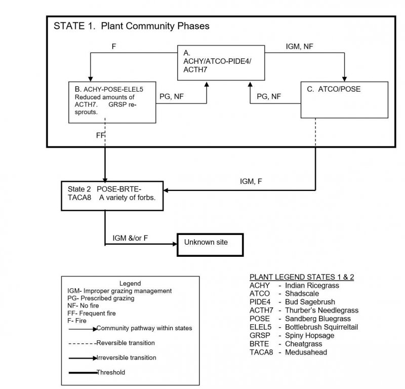 Model diagram