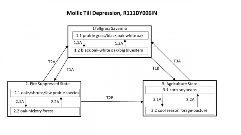 Model diagram
