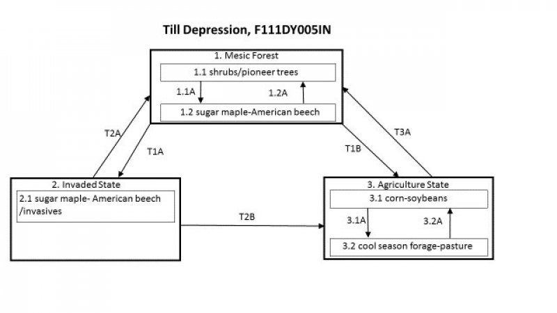 Model diagram