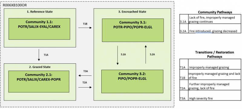 Model diagram