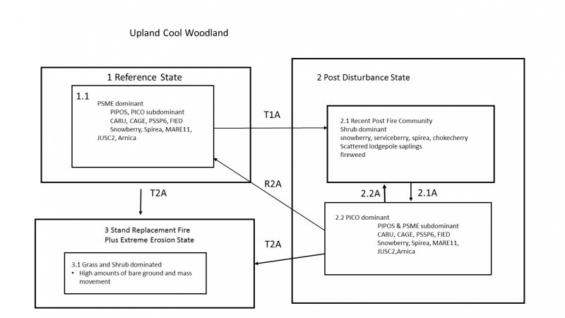 Model diagram